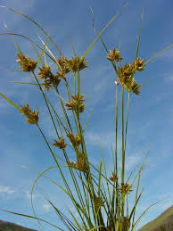 Image result for Cyperus denudatus