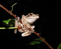 Image result for Polystachya macropoda