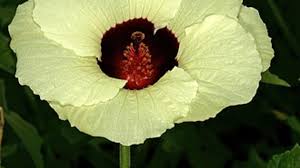 Image result for Hibiscus vitifolius