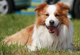 Pin By Ashley Spikes On Dogs Border Collie Red Border Collie Border Collie Puppy Training
