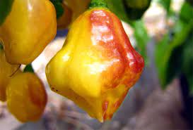 This one is as pretty as a picture and is the result of crossing the bolivian rainbow (c. Chili Samen Bolivian Bumpy 1 69 Chilisamen Im Shop Bestellen