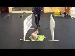 Darwin Treibball Puppy Training Youtube Puppy Training Puppy Training Biting Miniature Dogs