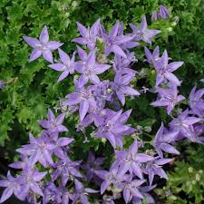 Campanula Poscharskyana Blue Waterfall Bellflower In 2020 Best Perennials Campanula Perennials