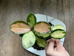 Maybe you would like to learn more about one of these? How To Propagate A Hoya Australis Lisa Cutting In Water A Natural Curiosity