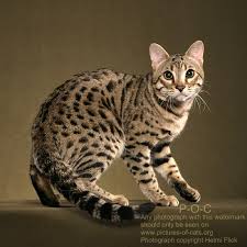 An f1 then bred with domestic male yields an f2, or second. Bengal Cats Poc