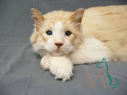 And is it a good choice for your dog or cat? Photo Gallery Feature Videos Second Life Freeze Dry