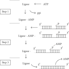 Received attention due to its involvement in mutations that may cause. From Structure Function Analyses To Protein Engineering For Practical Applications Of Dna Ligase