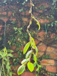 Image result for Angraecopsis gracillima