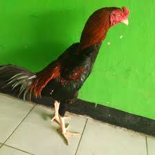 Ayam bangkok, ayam petarung, ayam pukul saraf . Ayam Bangkok 2021 Jual Ayam Super Pukul Saraf K O Mati Bom Ayam Bangkok Birkok Mangon Birma Pama Pakhoy Pamagon Magonthai Mathai Brakot Rangkok