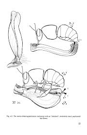 Image result for Ptycholobium plicatum