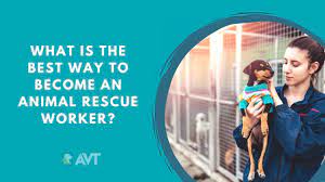 What Is The Best Way To Become An Animal Rescue Or Shelter Worker - Youtube