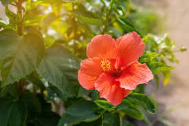 They find a home on front porches, out on back patios and decks. How To Grow And Care For Hibiscus Trees Martha Stewart