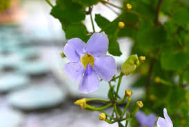 Image result for Thunbergia vogeliana