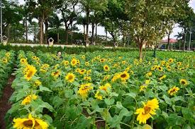 Kết quả hình ảnh cho xem ảnh hoa hướng dương