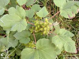 Image result for Xanthium