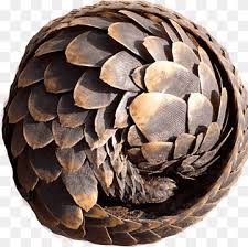 • monotrematos , como os ornitorrincos, os únicos mamíferos que põem ovos. Armadillo Png Images Pngwing
