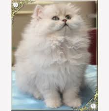 Chinchilla pet for sale australia. Registered Chinchilla Cat Breeders Australia