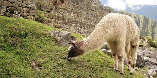 And the naval coat of arms. Difference Between Llama And Alpaca Peru Hop