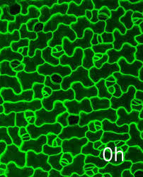 Maybe you would like to learn more about one of these? A Tension Adhesion Feedback Loop In Plant Epidermis Elife
