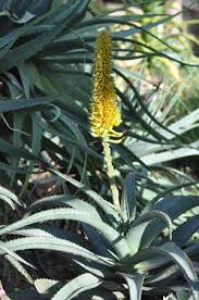 Image result for Aloe christianii