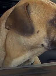 View available dogs, cats, rabbits, horses and more. Oregon Humane Society To Hold Pet Resource Day In Ne Portland Katu