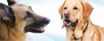 Can German Shepherd And Labrador Live Together Pets Byte