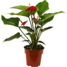 как ухаживать за гиацинтом в горшке в домашних условиях Delray Plants Anthurium Red In 4 In Pot 4antred The Home Depot Anthurium Plants Planting Bulbs
