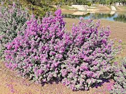 In the manual of the vascular plants of texas (correll and johnston, 1970), asclepias asperula is recognized as including two subspecies. Best Flowering Trees And Bushes For North Texas Flowering Trees Texas Landscaping Backyard Backyard Landscaping