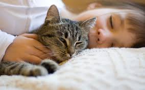Purring can even have healing benefits for a cat's human companions. Why Do Cats Purr Wonderopolis
