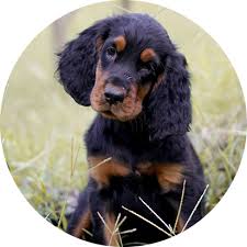 Maybe you would like to learn more about one of these? About Gordon Setters