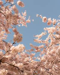 🌸 Grateful that the few days of sun aligned with the cherry blossoms.  Can’t wait for real spring weather 🥲, ., ., ., ., #portland #pnwwonderland  #fujifilm #xpro3 #cherryblossoms #filmisnotdead #pdx