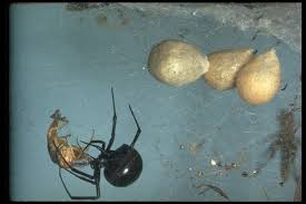 It is not usually fatal, but it can be dangerous to the black widow spider is probably the most venomous spider in north america. Adw Latrodectus Mactans Information