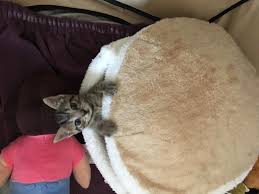 My cats are more picky about wet food, i try to. We Ve Been Bottle Feeding This Kitten For The Last Couple Of Weeks I Think It S Time For Reddit To Meet Ellie Cats