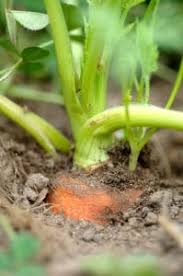 How to plant carrot seeds in garden. 5 Easy Steps To Grow Carrots Anytime