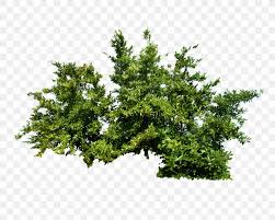 Shrub Tree Png 1024x819px Plant Branch Evergreen Flower Grass Download Free Trees and bush item top view for landscape design, vector icon. shrub tree png 1024x819px plant