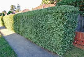 Image result for Pittosporum tenuifolium