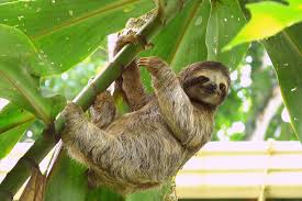 Sloths 10 Fun Facts That Will Make You Giggle