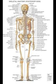 In animals, the nasal area extends much to identify human bones, examine the head, since the human skull has a unique size and shape. How Many Bones Are In The Human Body Quora