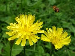 Image result for Crepis