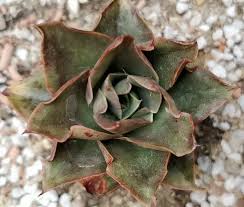 Image result for Kalanchoe brachyloba