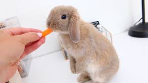They are great little pets and are quite feisty, lively and can be little bundles of fun. Meet Marshmallow My Adorable Holland Lop Bunny Youtube