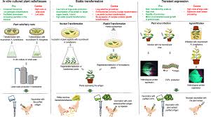 We did not find results for: Figure 2 Current State Of The Art In The Use Of Plants For The Production Of Recombinant Vaccines Against Infectious Bursal Disease Virus Springerlink