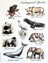 Hallmark Endangered Species Sticker Sheet Animals Extinct Animals Animal Stickers
