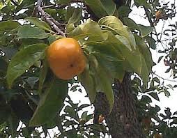 Image result for Diospyros loureiriana