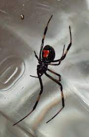 Symptoms of a reaction to the venom start about 30 minutes after the bite. Black Widow Wiktionary