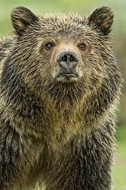 These 18 Photos Of Grizzly Bears Will Make You Want To Get In Your Car And Drive To Yellowstone Right Now Grizzly Bear Bear Grizzly