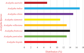 Image result for Acalypha bipartita