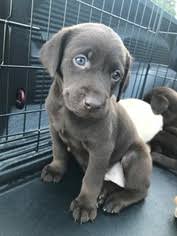 Find your new family member today, and discover the puppyspot difference. View Ad Labrador Retriever Litter Of Puppies For Sale Near Minnesota Elgin Usa Adn 94785