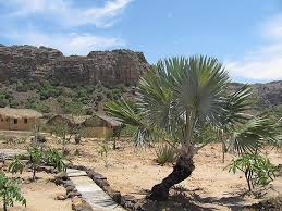 Slow to moderate, becoming moderately fast with maturity. Bismarckia Nobilis Palmpedia Palm Grower S Guide