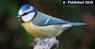 These Words Are For The Birds A Crossword Aviary The New York Times